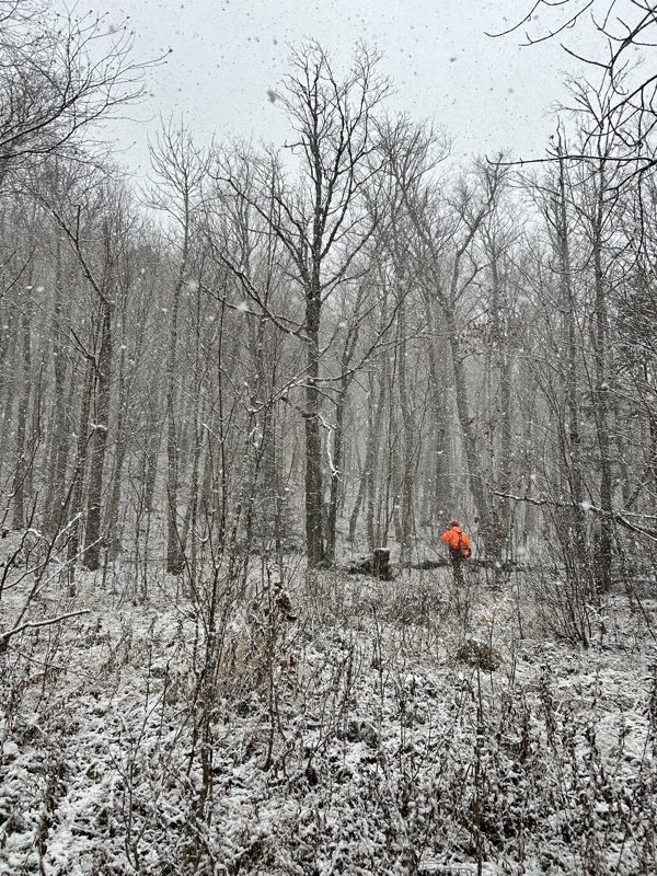 Ruffed grouse hunting in northern New Hampshire