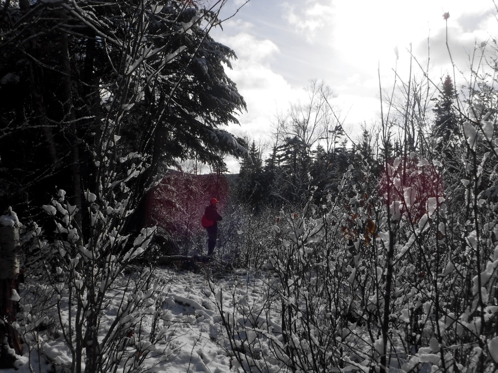 Grouse Hunting in northern Vermont