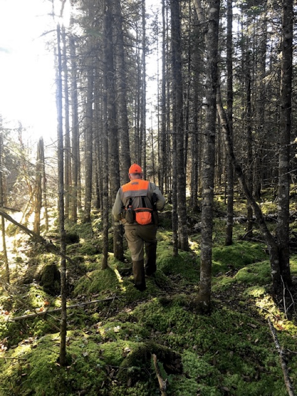 Grouse hunting in northern Vermont