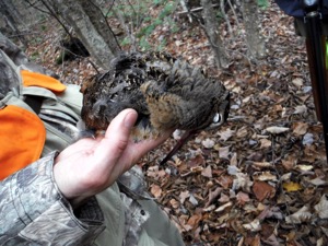 NH woodcock hunting