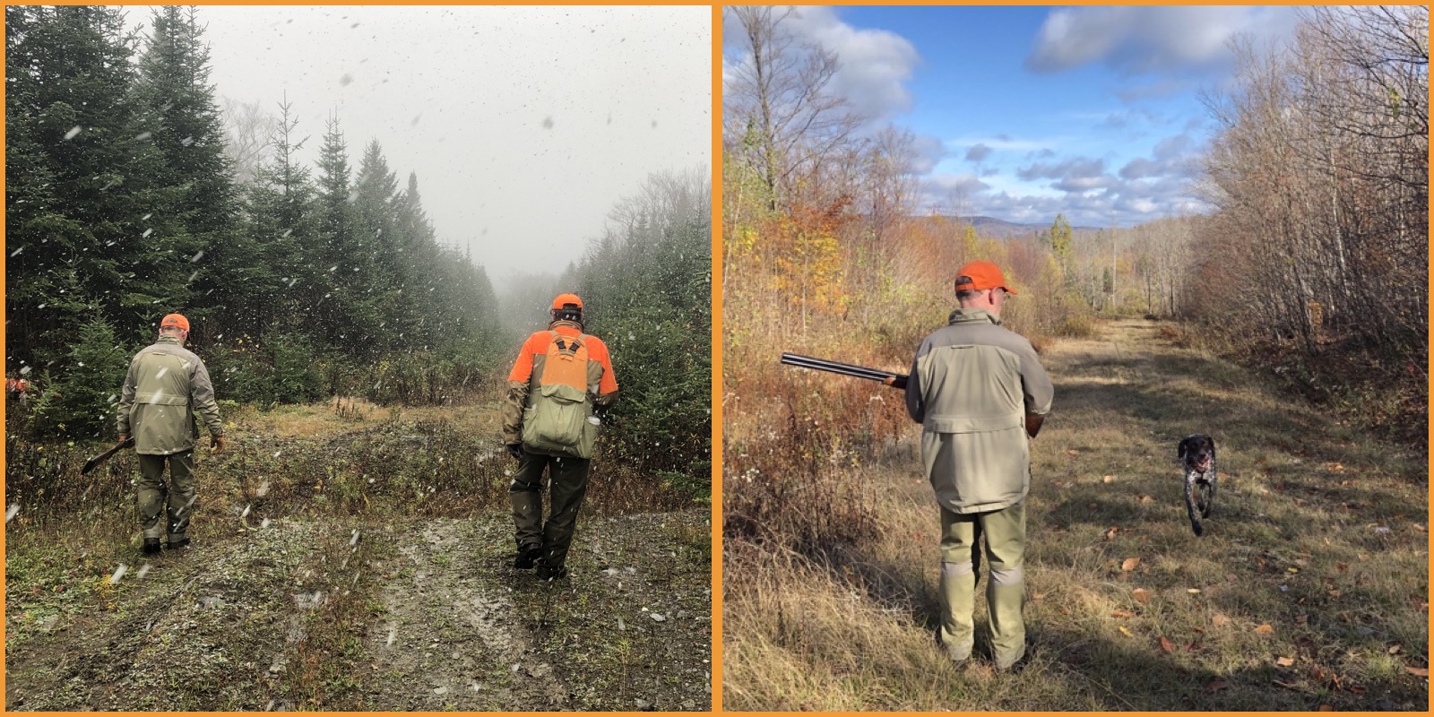 Ruffed grouse hunting in northern NH