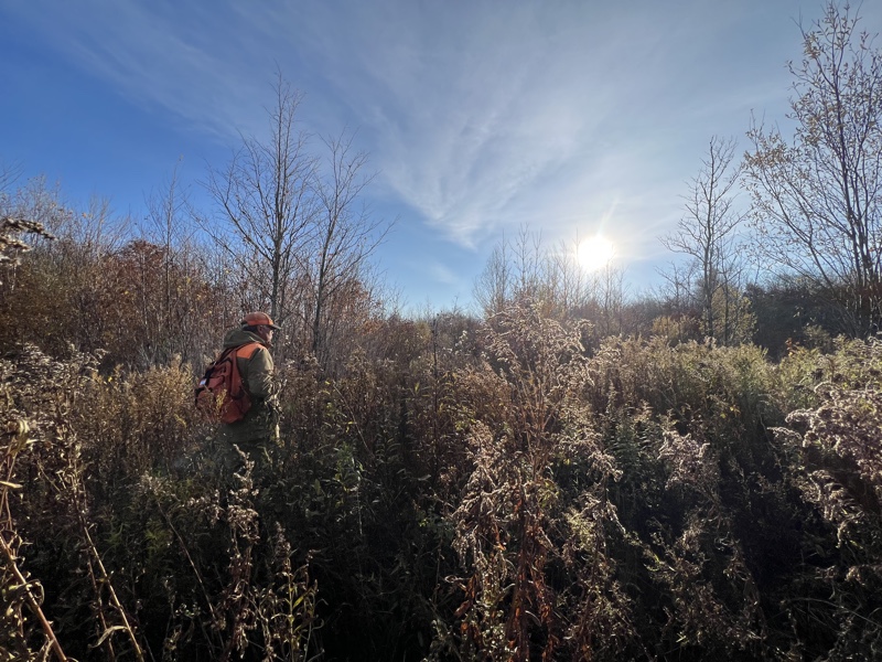 Grouse hunting in northern New Hampshire