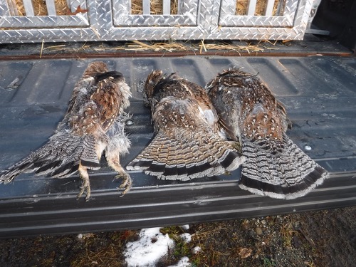 Vermont ruffed grouse hunting