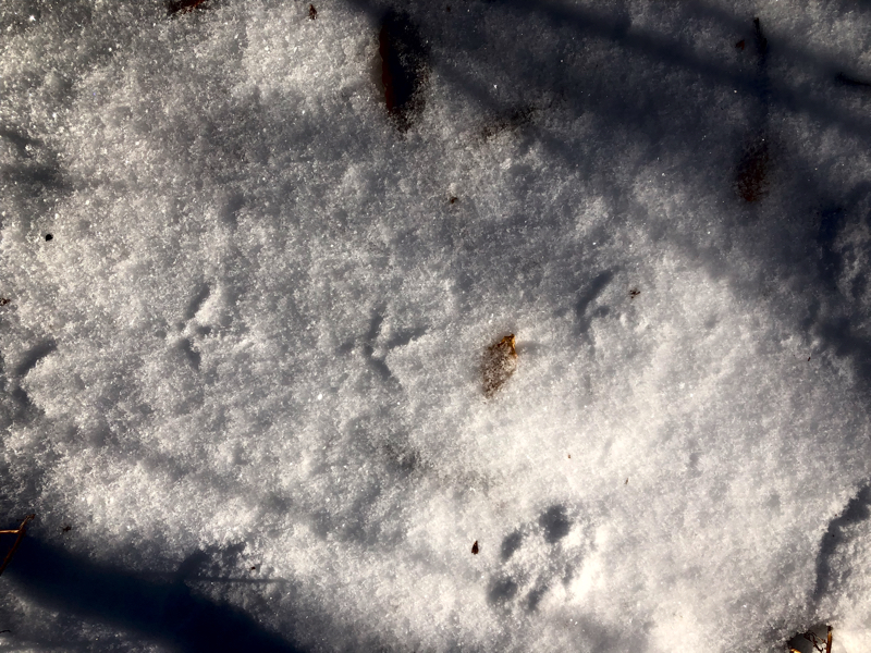 Ruffed grouse tracks
