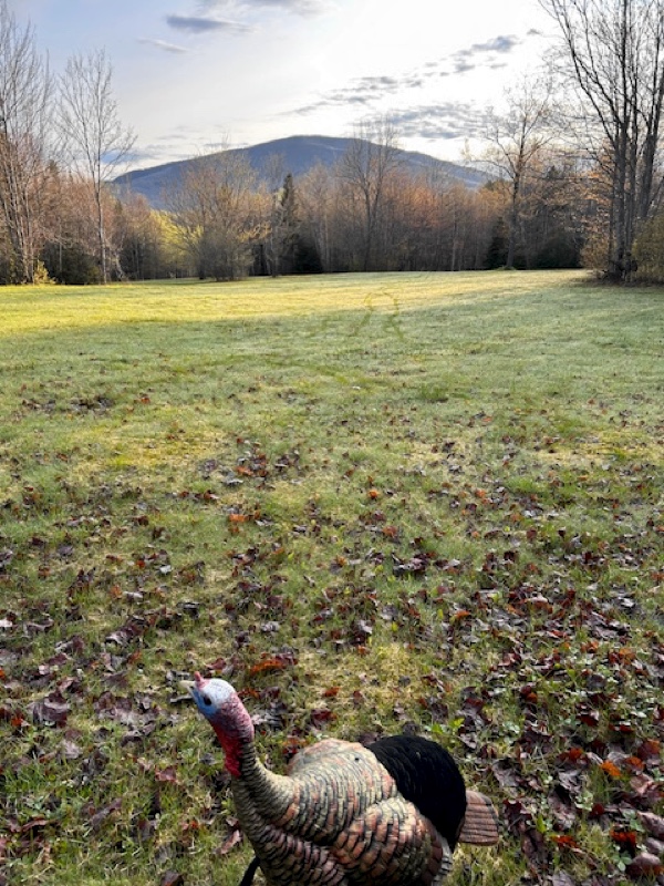 Spring turkey hunting in Vermont