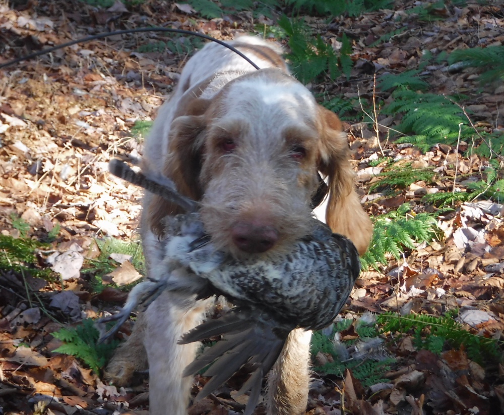 Spinone retrieving a grouse in Vermont