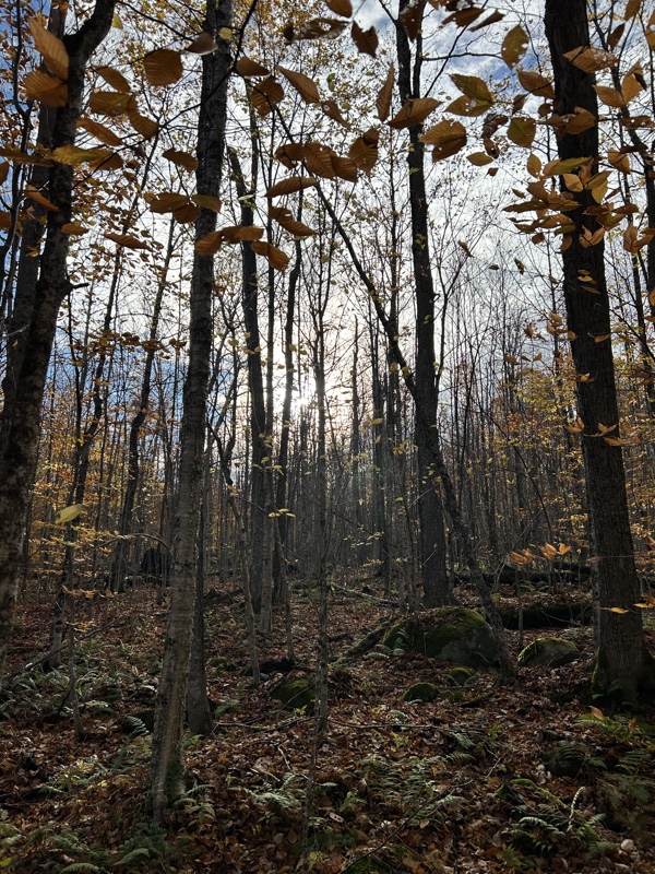 Ruffed grouse hunting in northern Vermont