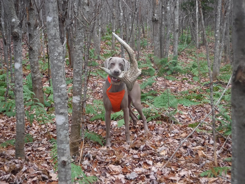 Vermont grouse hunting