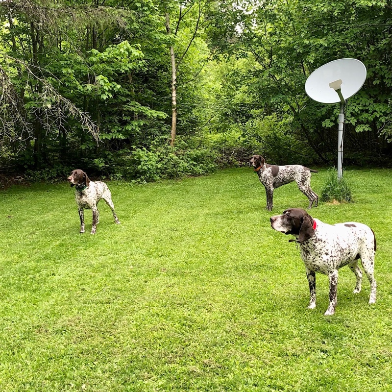 Bird dog training at Frost Fire Guide Service