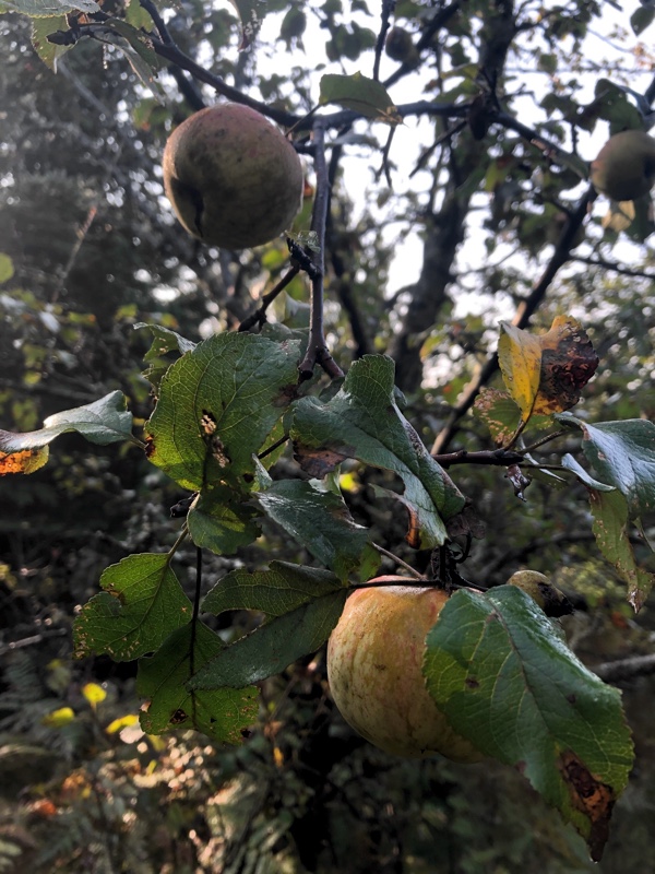Wild apples are abundant this year
