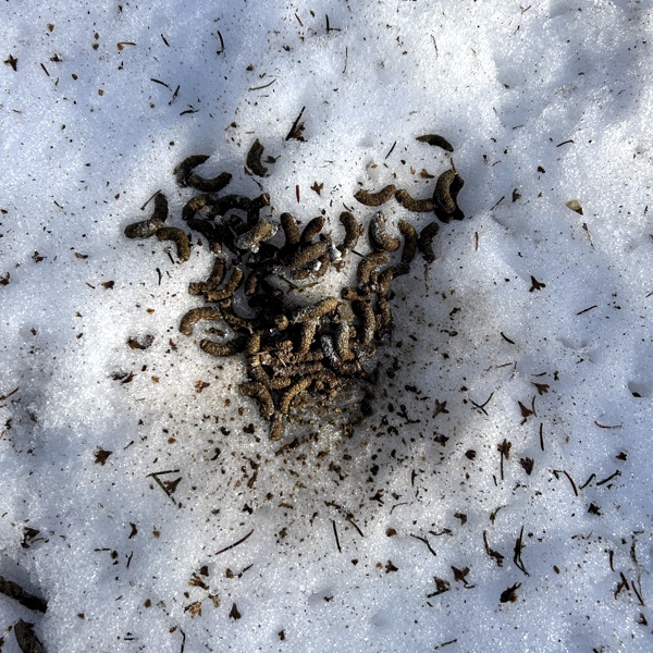 Frost Fire Guide Service ruffed grouse hunting