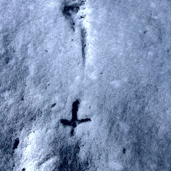 Ruffed grouse tracks in winter